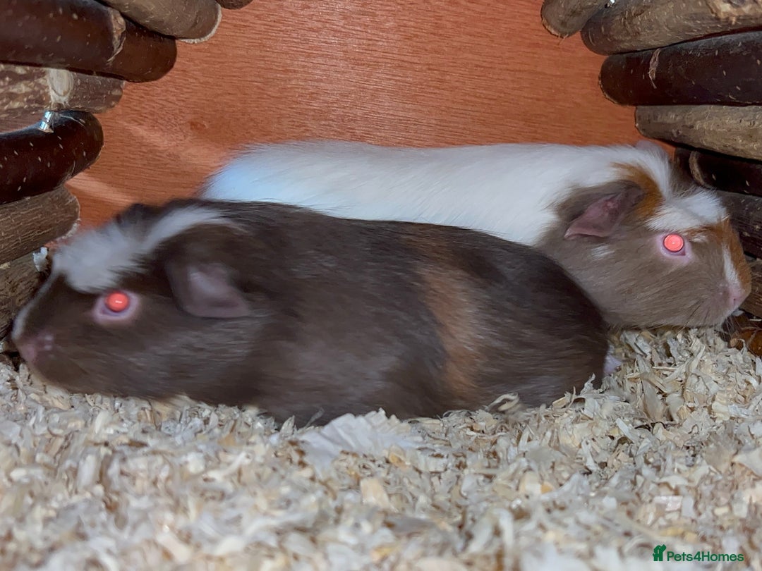 Guinea Pig rodents for sale: Baby Crested Guinea Pigs - Image 9