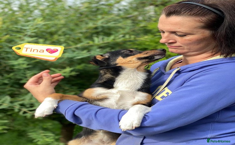 Mixed Breed dogs - Advert 2