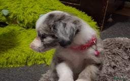 Mixed Breed dogs for sale: Papillon x collie - Image 16