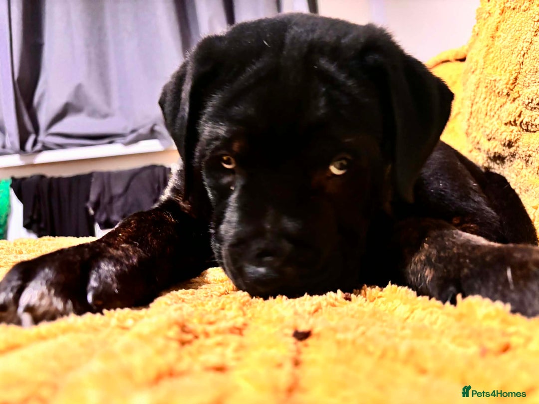 Mixed Breed dogs for sale: 5 lovely rotties x bully puppies - Advert 6