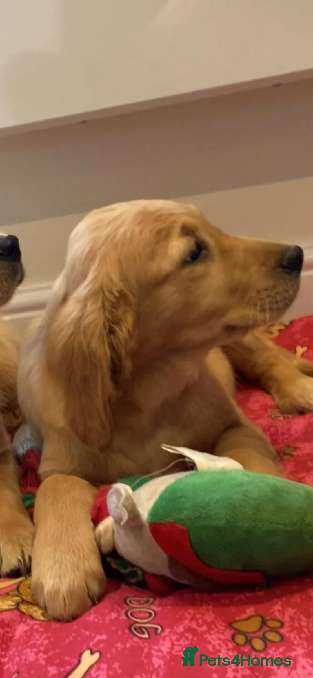 Golden Retriever dogs for sale: Golden retriever puppies  - Advert 3