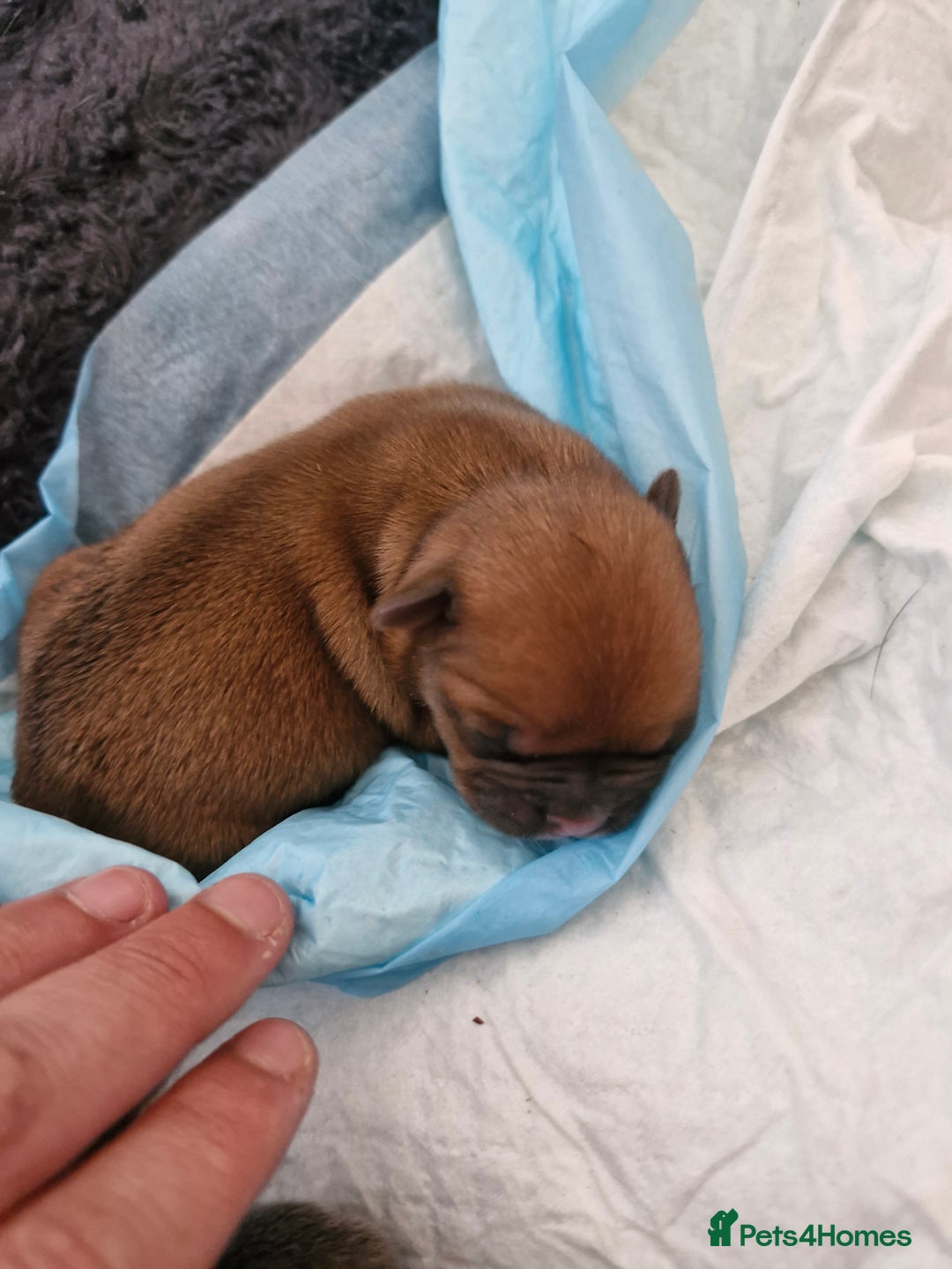 Mixed Breed dogs for sale: Frenchies looking for their forever sofa - Image 5