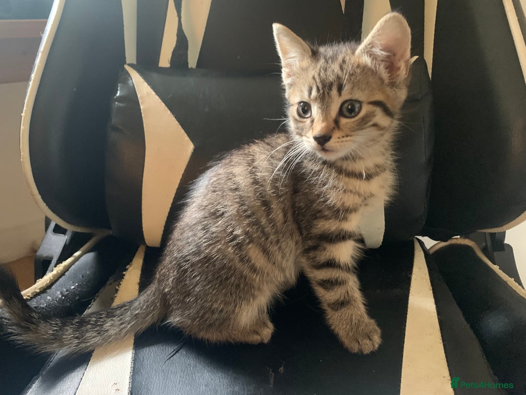 Mixed Breed cats for sale: Five Gorgeous Kittens available now ! - Image 36