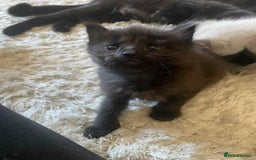 Domestic Shorthair cats for sale: 4 beautiful kittens  - Image 2