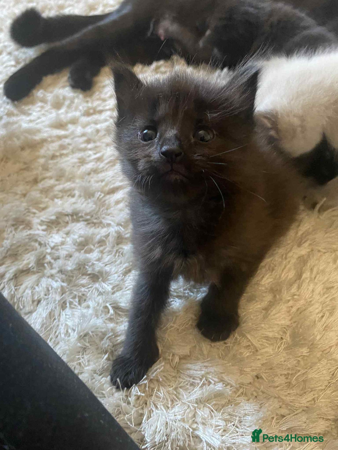 Domestic Shorthair cats for sale: 4 beautiful kittens  - Image 2
