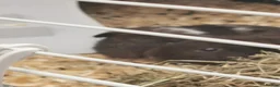 Guinea Pig rodents for sale: 2 bonded boys for sale in Rotherham - Advert 3