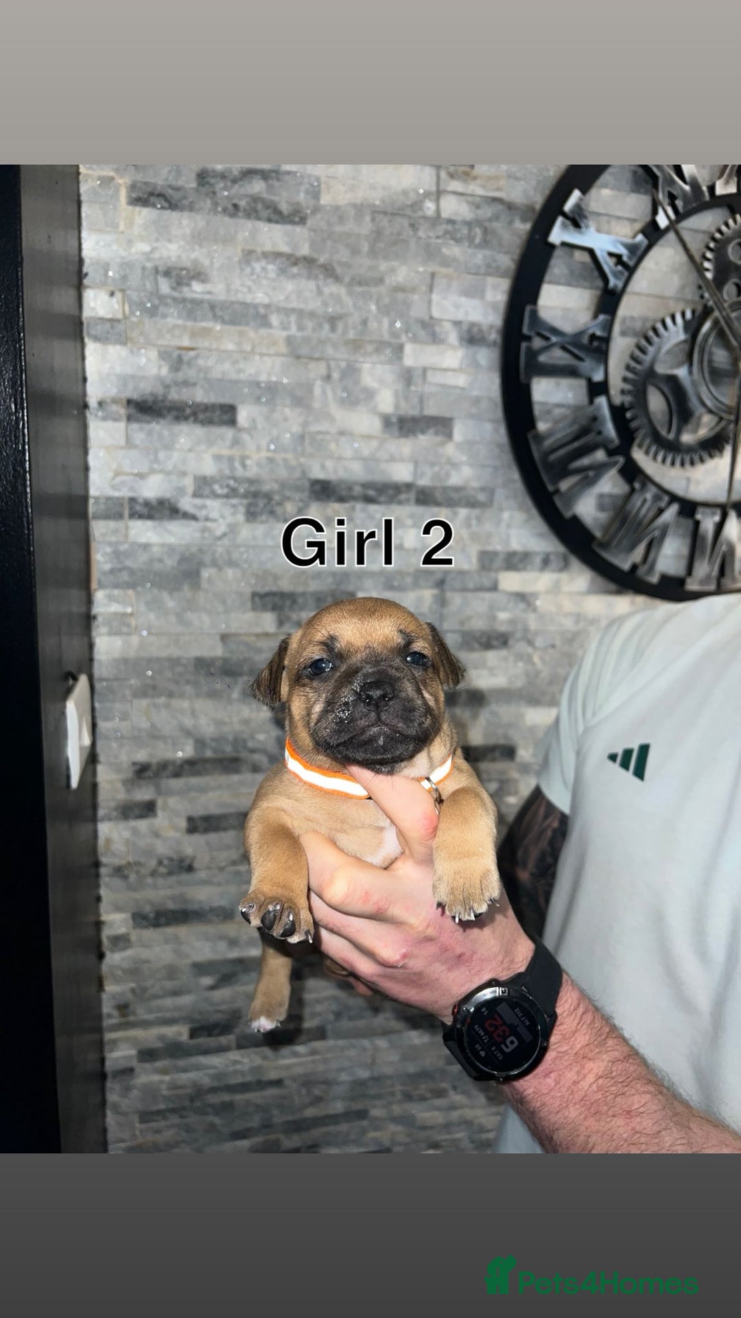Staffordshire Bull Terrier dogs for sale: 2 red/2 red fawn puppies - Image 3