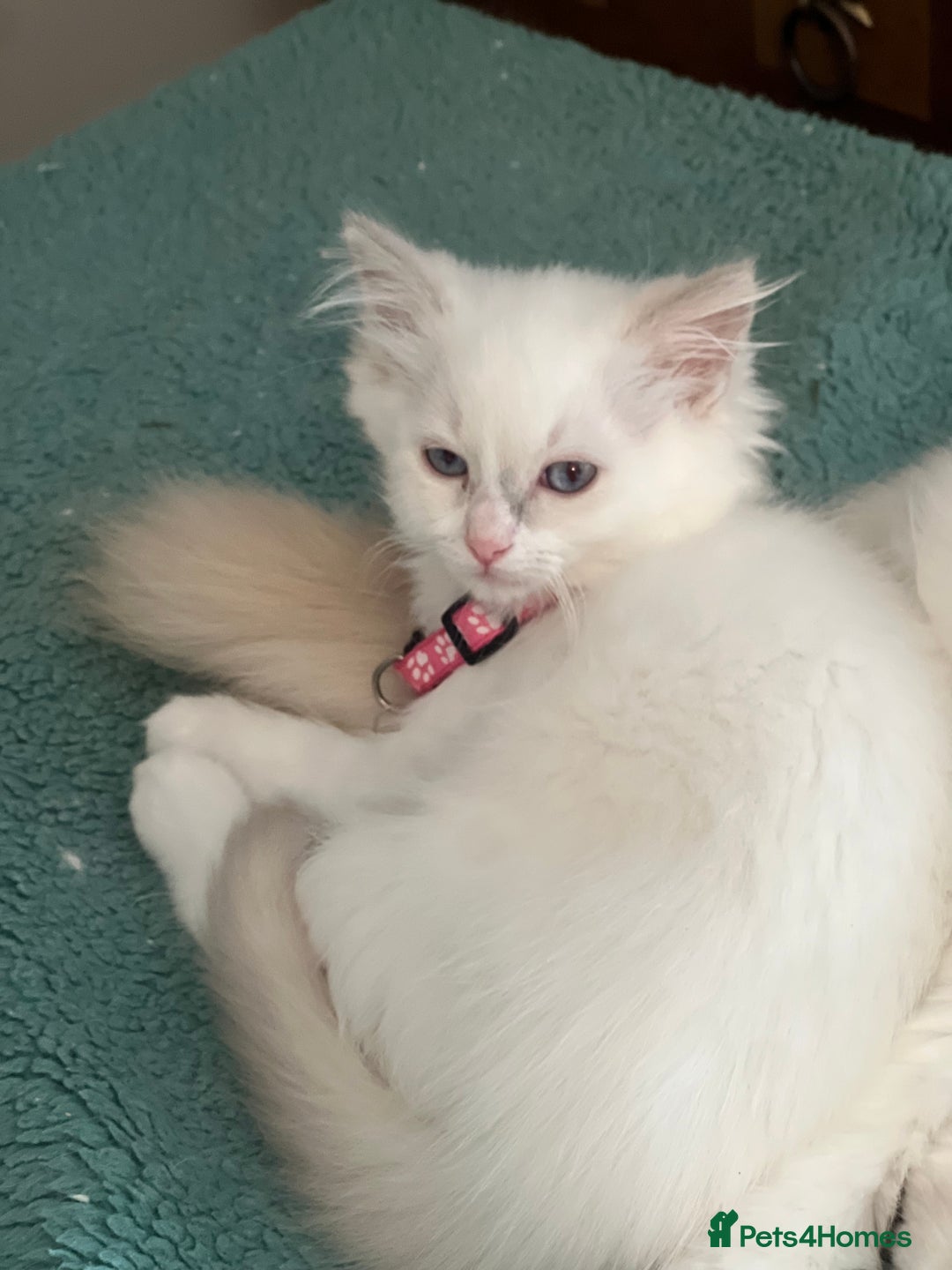 Ragdoll cats for sale: Rare blue+lilac bicolour + blue tortie kittens - Advert 3