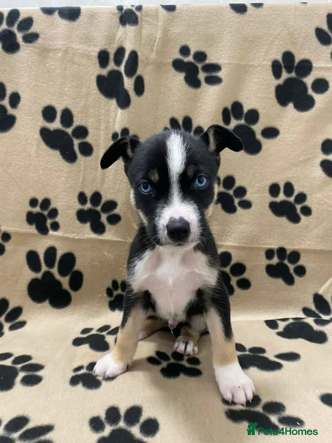 Mixed Breed dogs for sale: Agouti Husky Cross puppies  - Advert 32