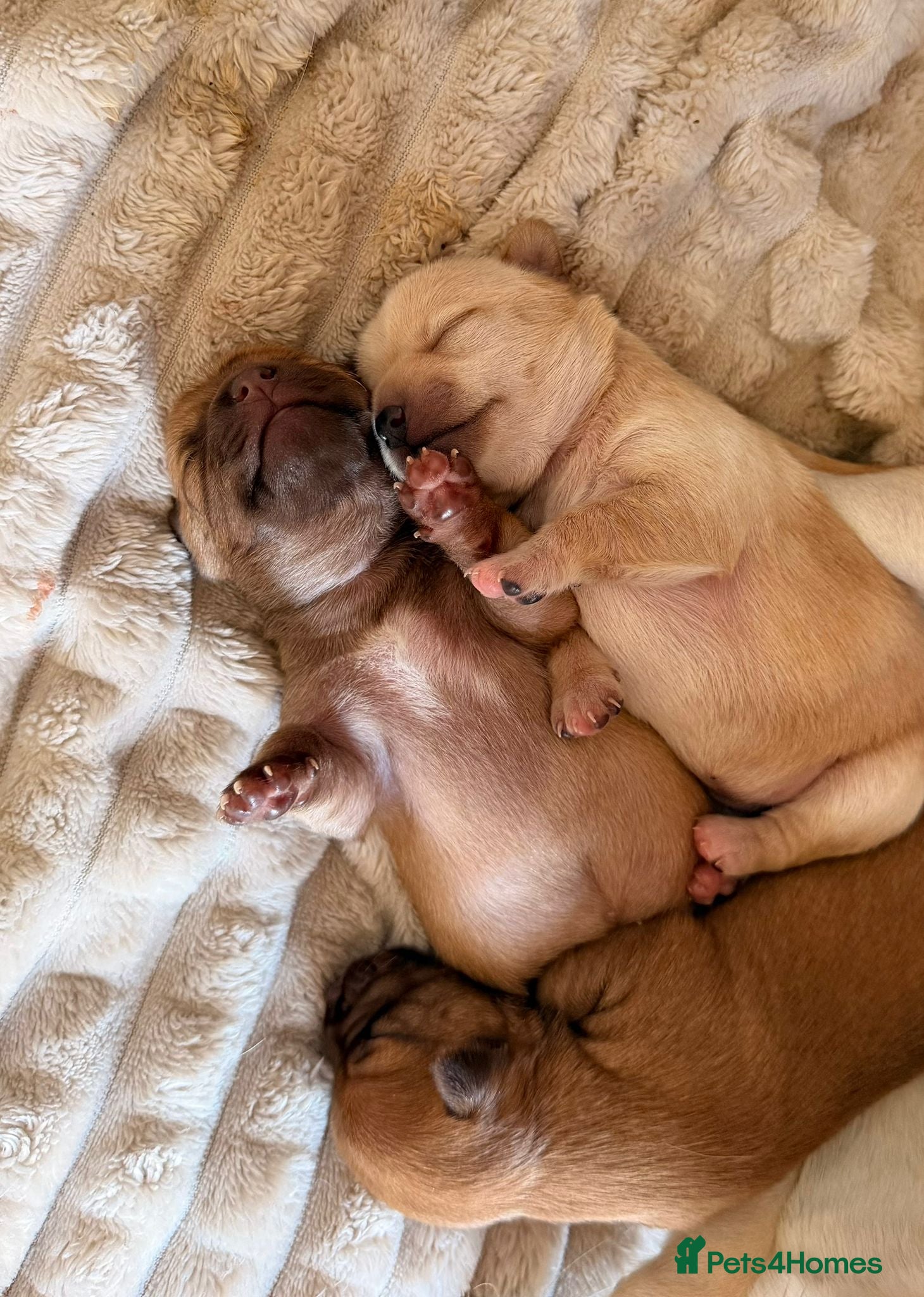 Chihuahua dogs Chihuahua Pups 1 Girl & 1 Boy Available - Advert 14