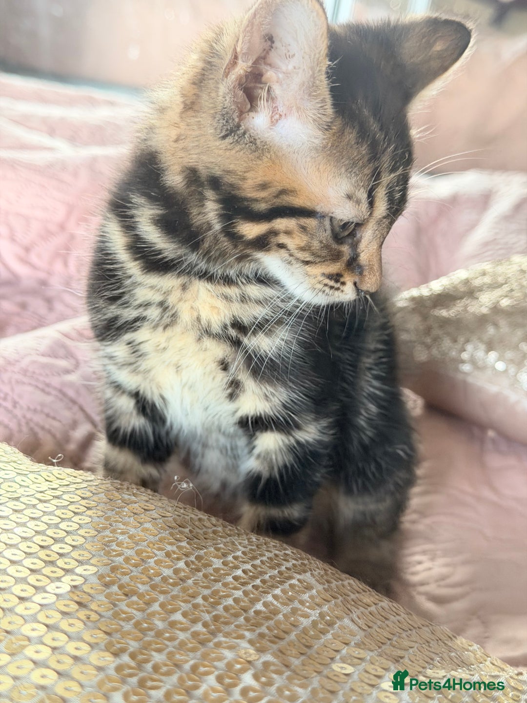 British Shorthair cats for sale: Purr-fect  **  Kittens Ready for new home - Advert 5