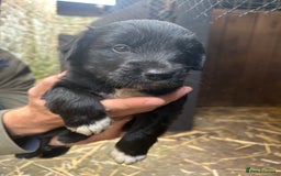 Mixed Breed dogs for sale: Cocker spaniel cross border collie puppies - Image 4
