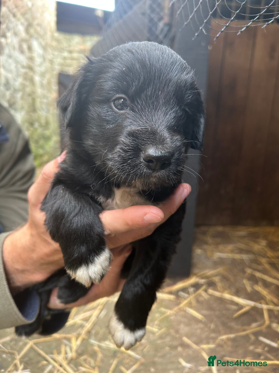 Mixed Breed dogs for sale: Cocker spaniel cross border collie puppies - Image 4