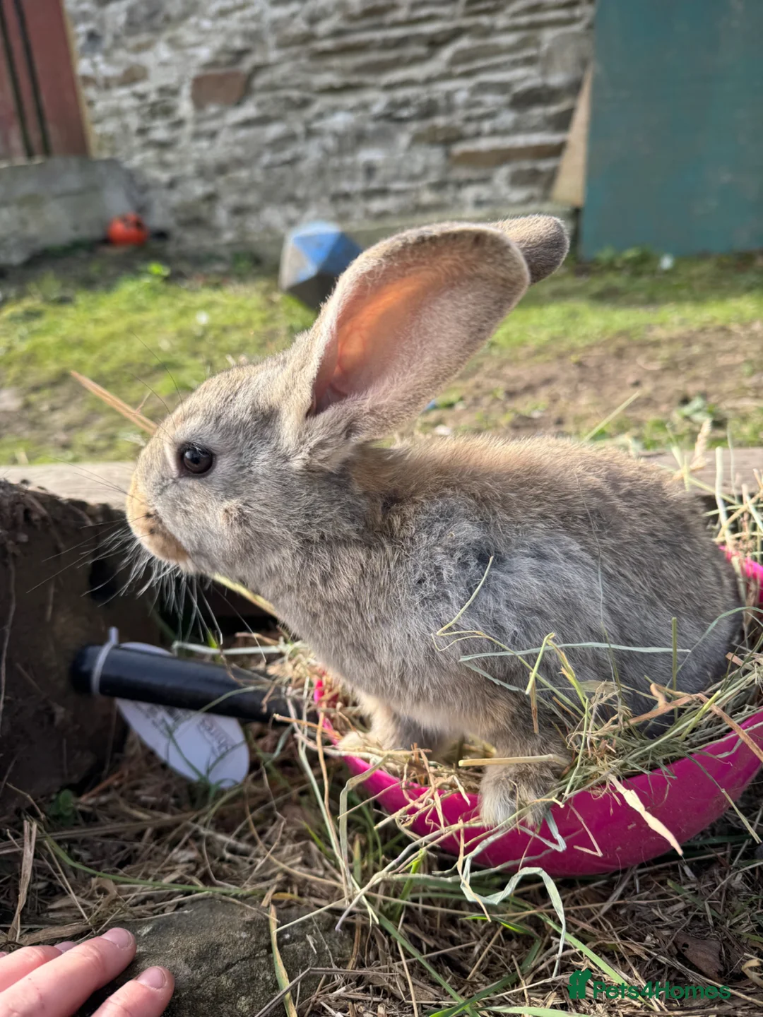 Continental Giant rabbits for sale: Continental giants kits  in Newport - Advert 2