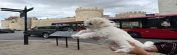 Morkie dogs for sale: Morkie - Advert 5