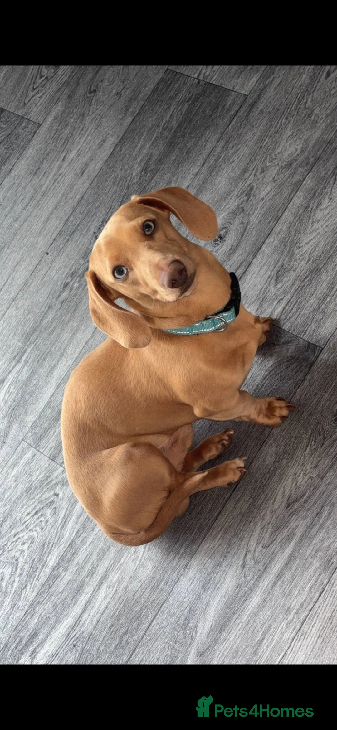 Dachshund dogs for stud: STUDD - Advert 1