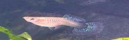 Live Bearers fish for sale: 4 Adult Female Guppies + Many Various Age Fry in Stone - Advert 3