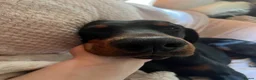 Dobermann dogs for stud: KC reg health tested Stud carries brown and dilute in Stockton-on-Tees - Advert 4