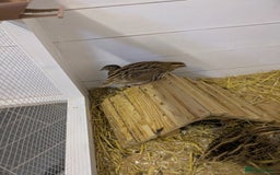 Quail poultry for sale: 5 Japanese quail  - Image 2