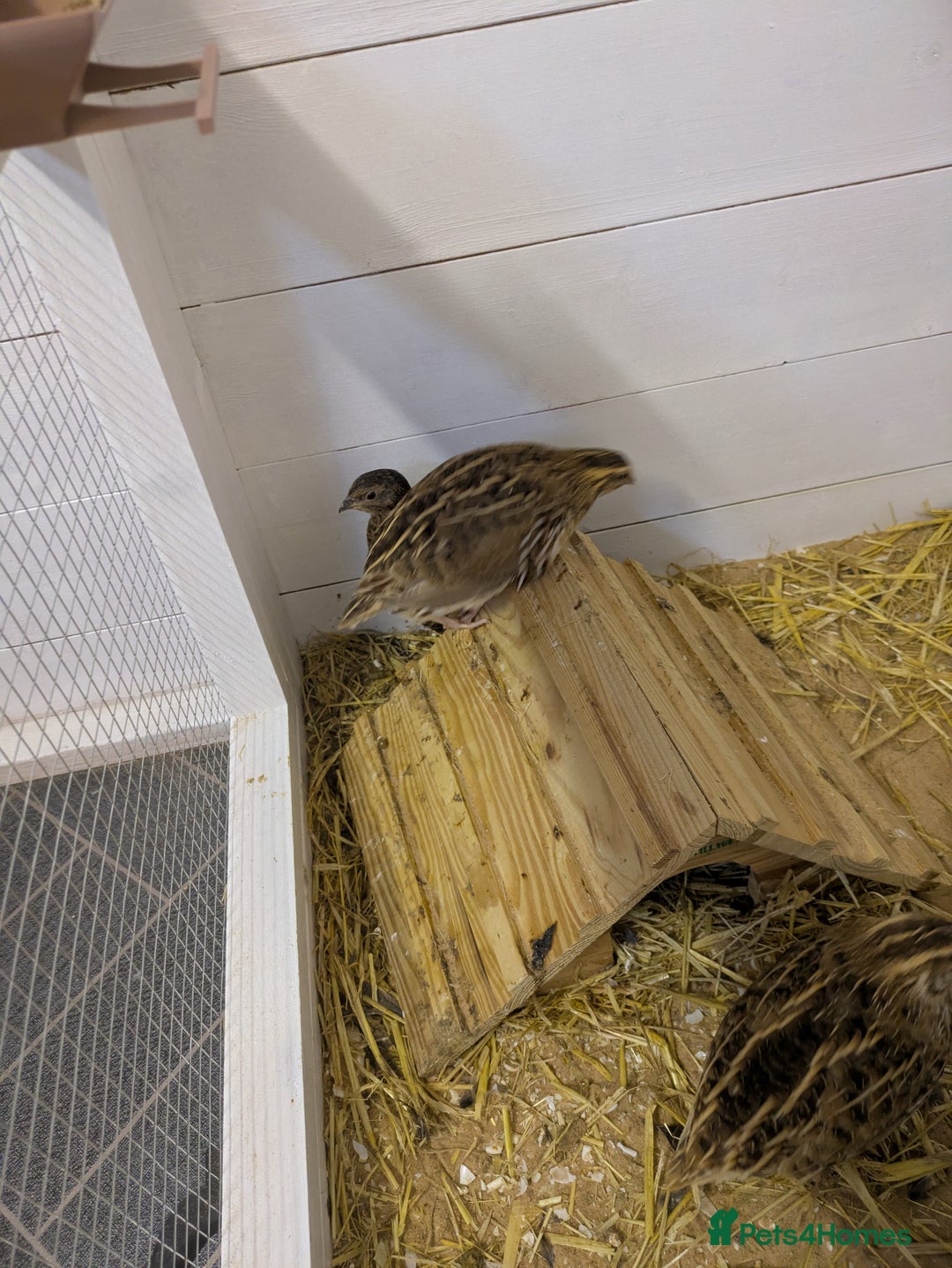 Quail poultry for sale: 5 Japanese quail  - Image 2