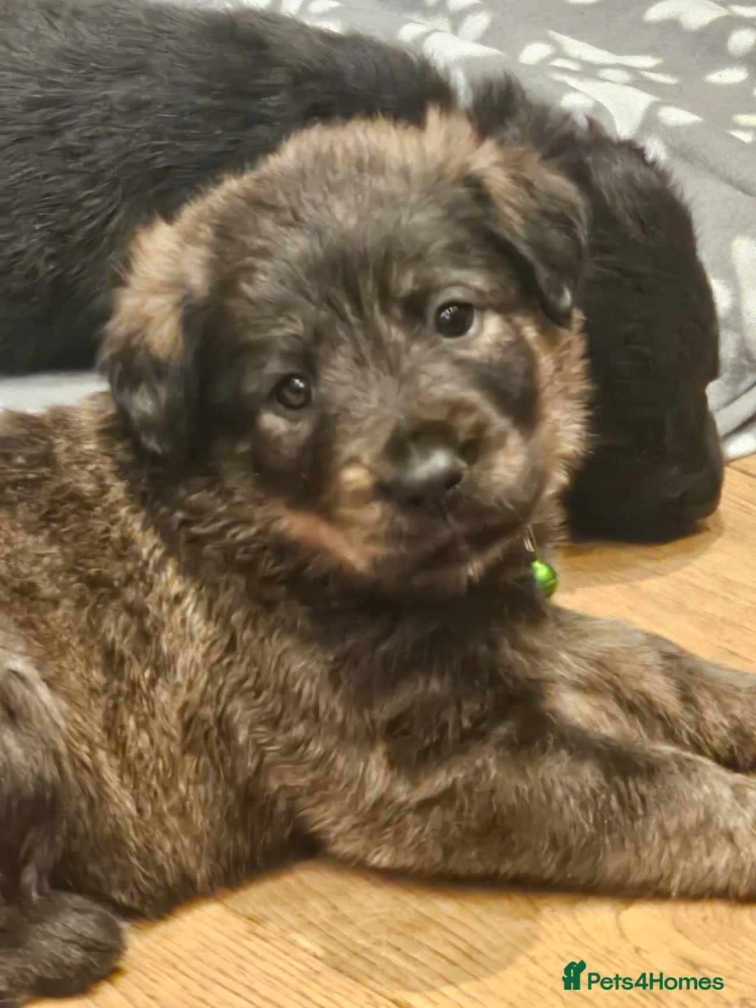 Mixed Breed dogs for sale: Rottweiler x poodle puppies ✨️ready now✨️ - Advert 4