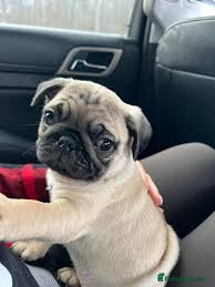 Pug dogs 6 month old female pug x - Advert 1