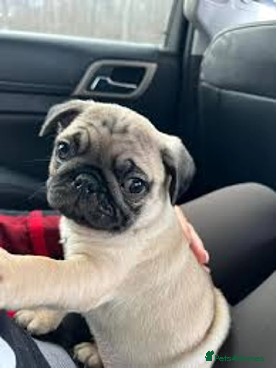 Pug dogs for sale: 6 month old female pug x - Advert 1