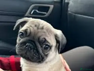 Pug dogs 6 month old female pug x - Advert 1