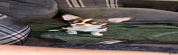 Chihuahua dogs for sale: Beautiful Severn  month old female Chihuahua in Loughborough - Advert 3