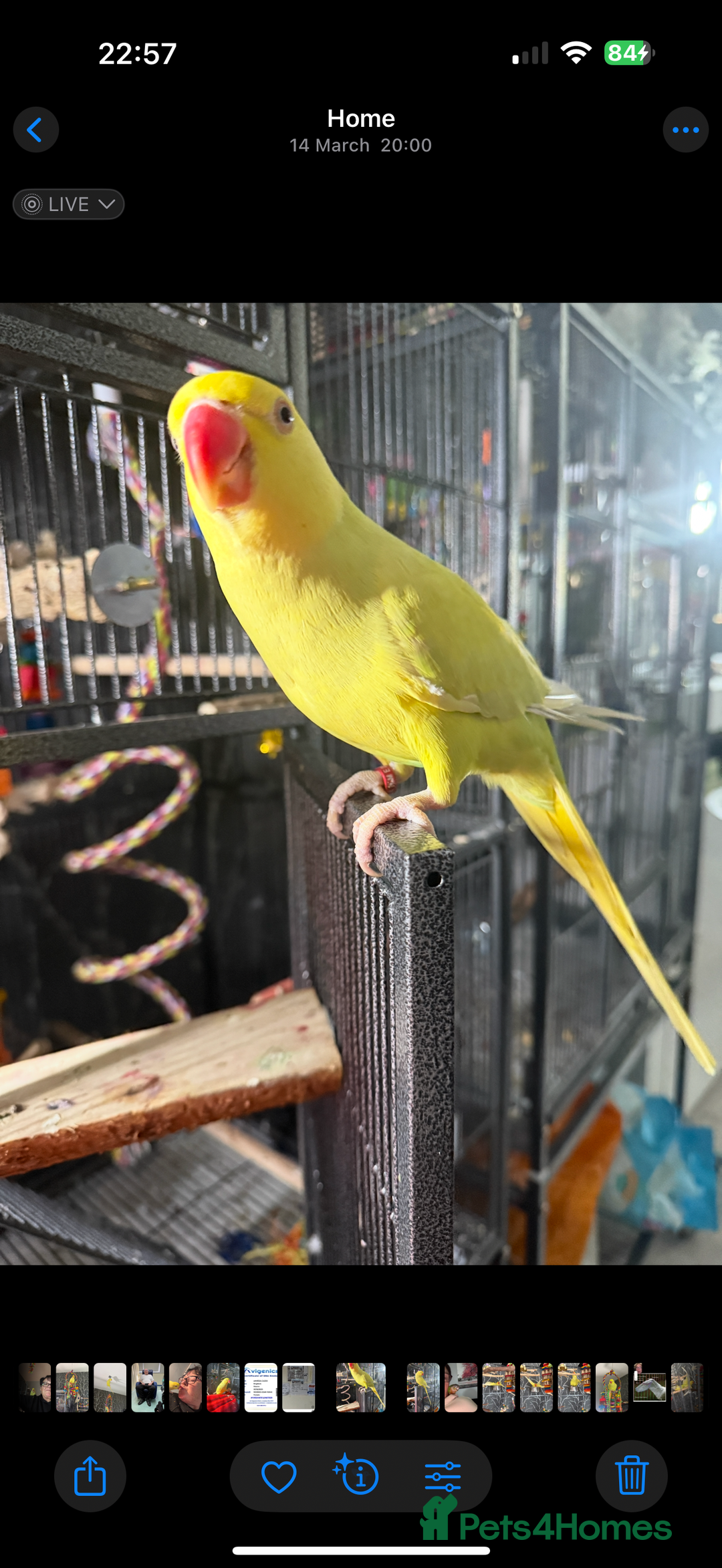 Ringnecks birds for sale: Indian Ringneck Parrot, female, 13 months old  - Image 4