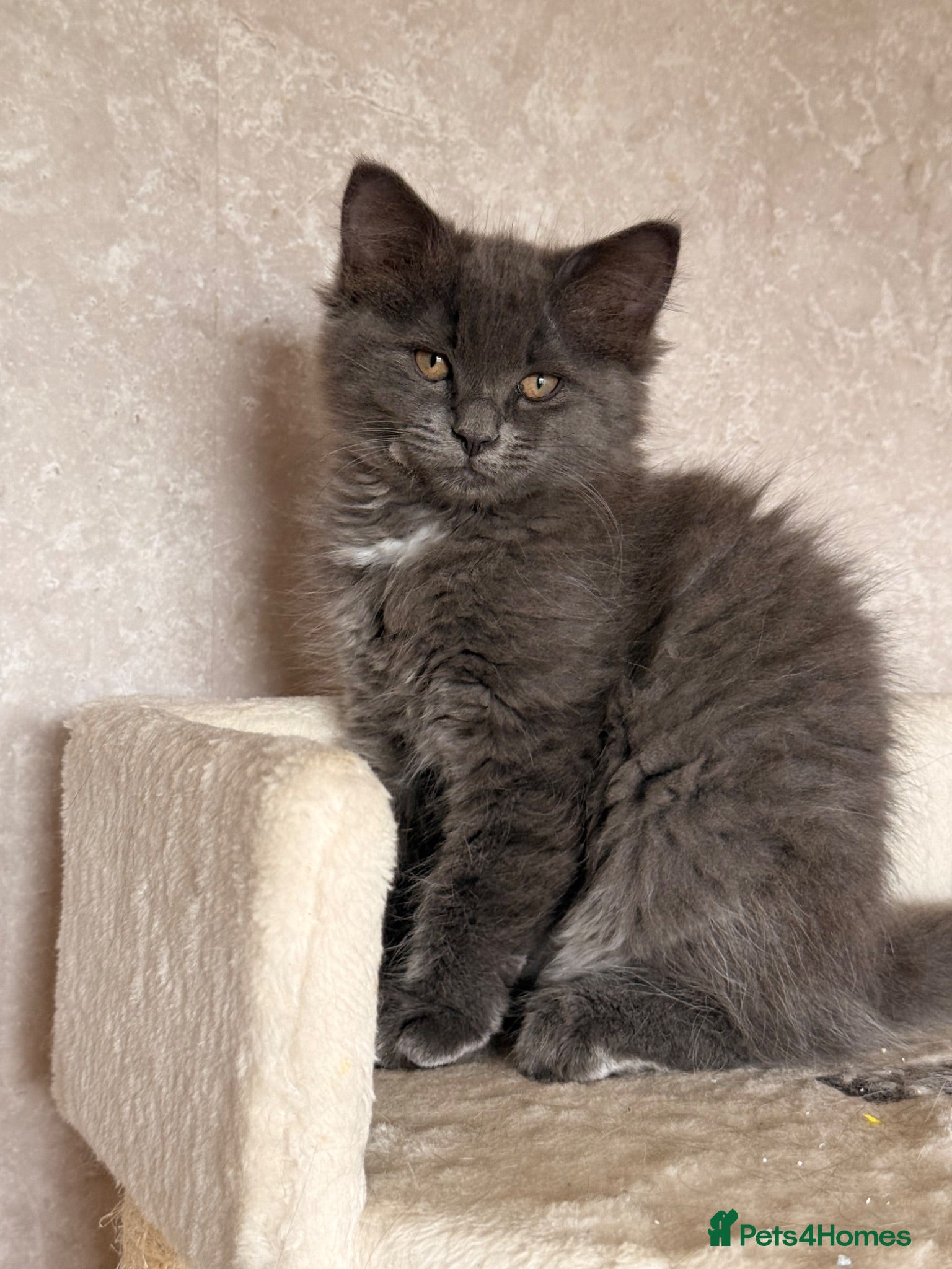 Ragcoon cats READY NOW REDUCED BLUE RAGCOON FLUFFY KITTENS  - Advert 4