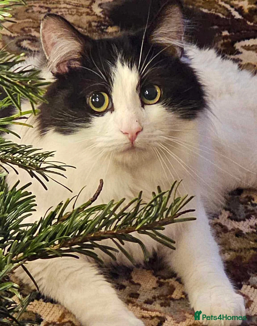 Mixed Breed cats for sale: 3 beautiful male cats - Advert 6