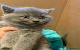 British Shorthair cats for sale: Full Pedigree stunning British Shorthair kittens  - Image 9