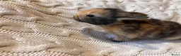 French Lop rabbits for sale: French lop x English spot  - Advert 8