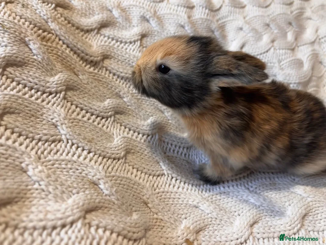 French Lop rabbits for sale: French lop x English spot  - Advert 8