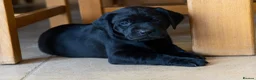 Labrador Retriever dogs for sale: KC Reg, Health Tested Girls - Advert 10