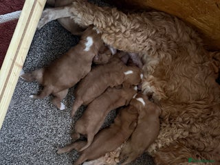 Mixed Breed dogs - Advert 3