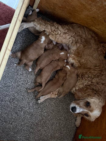 Mixed Breed dogs - Advert 15