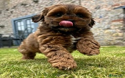 Shihpoo dogs for sale: Shipoo Pups - Image 9