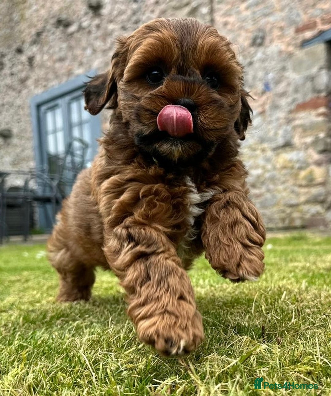 Shihpoo dogs for sale: Shipoo Pups - Image 9