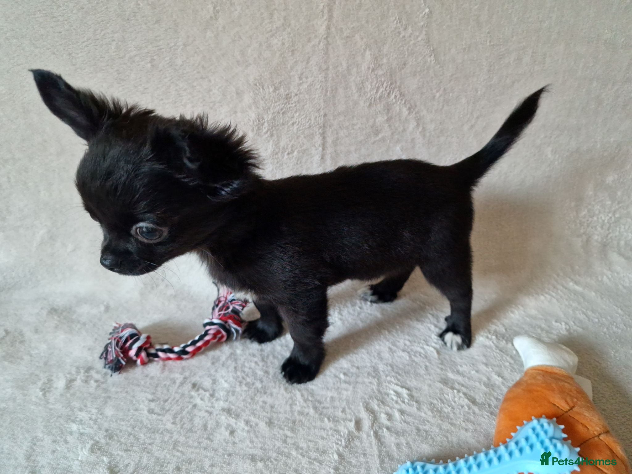 Chihuahua dogs REDUCED Chihuahua Puppies READY NOW - Advert 17
