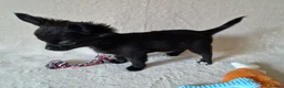 Chihuahua dogs for sale: REDUCED Chihuahua Puppies READY NOW - Advert 1