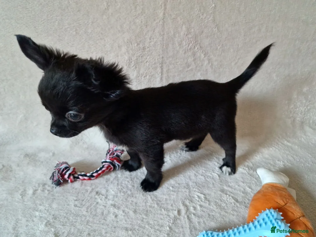 Chihuahua dogs for sale: REDUCED Chihuahua Puppies READY NOW - Advert 1