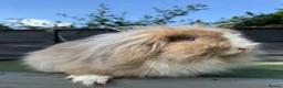 Mini Lion Lop rabbits for sale: Super friendly Lion Lop Girl - Advert 3