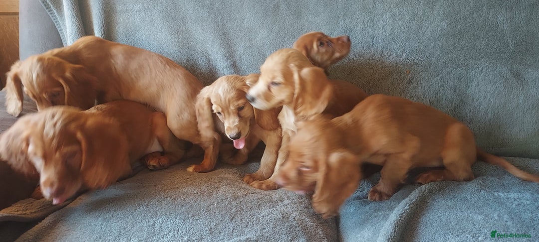 Cocker Spaniel dogs for sale: Beautiful health checked cocker spaniel puppies - Image 8
