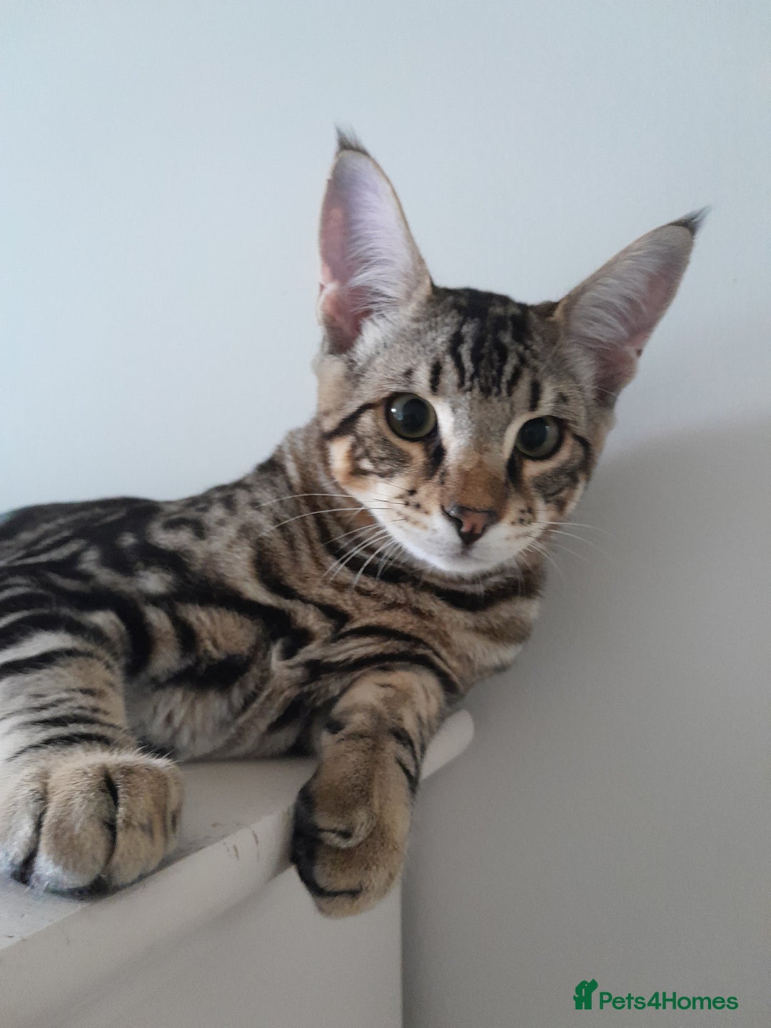 Savannah cats for sale: Full Pedigree TICA Reg Marbled Savannah Boy Kitten - Image 16