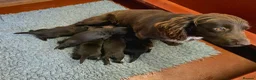 Cockerdor dogs for sale: Gorgeous Cockerdor Puppies  - Advert 4