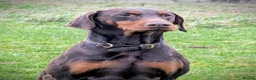Dobermann dogs for sale: KC registered Dobermann pups - Advert 10