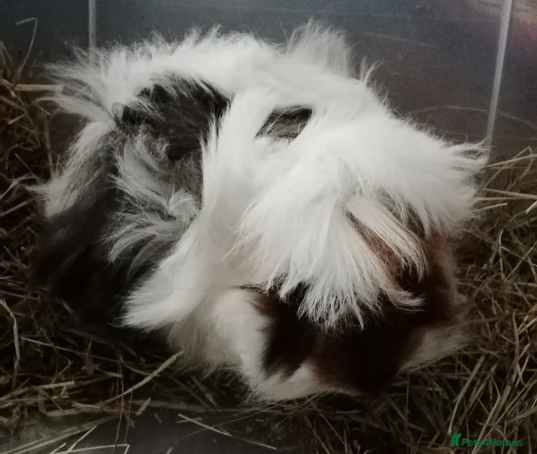 Guinea Pig rodents for sale: Adorable Peruvian/Cross are looking for home - Advert 1