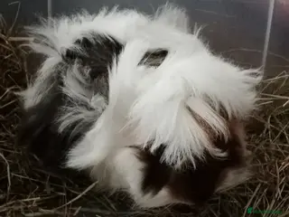 Guinea Pig rodents Baby Peruvian/Cross GuineaPigs Free 4 a Good Home - Advert 18